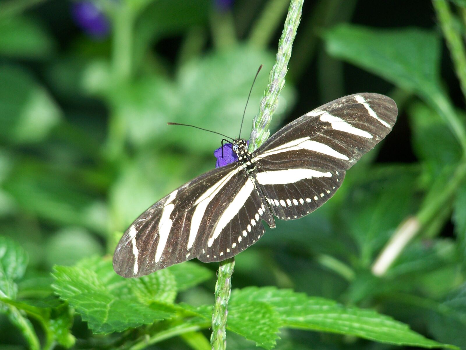 Kodak Z650 ZOOM DIGITAL CAMERA sample photo. Butterfly, nature, wildlife photography
