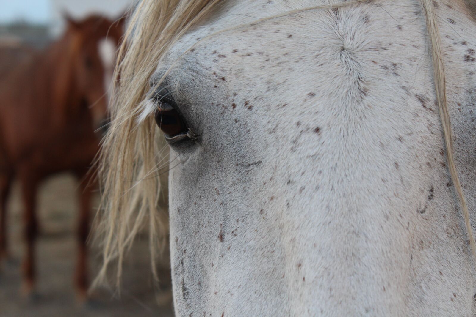 Canon EOS 1200D (EOS Rebel T5 / EOS Kiss X70 / EOS Hi) sample photo. Horse, eyes, head photography