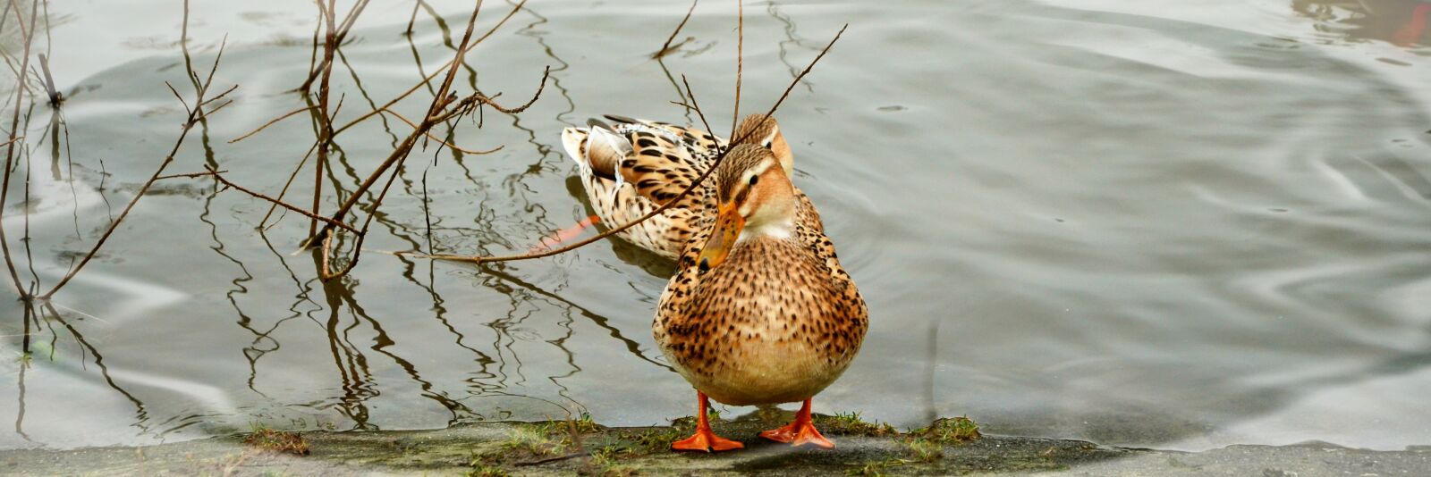 Nikon D5100 sample photo. Duck, water, lake photography