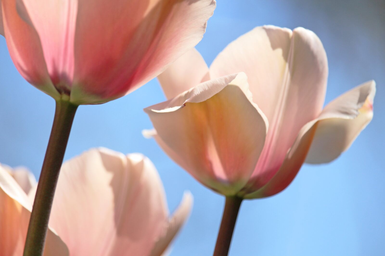 Canon EF-S 55-250mm F4-5.6 IS STM sample photo. Tulips, spring, april photography