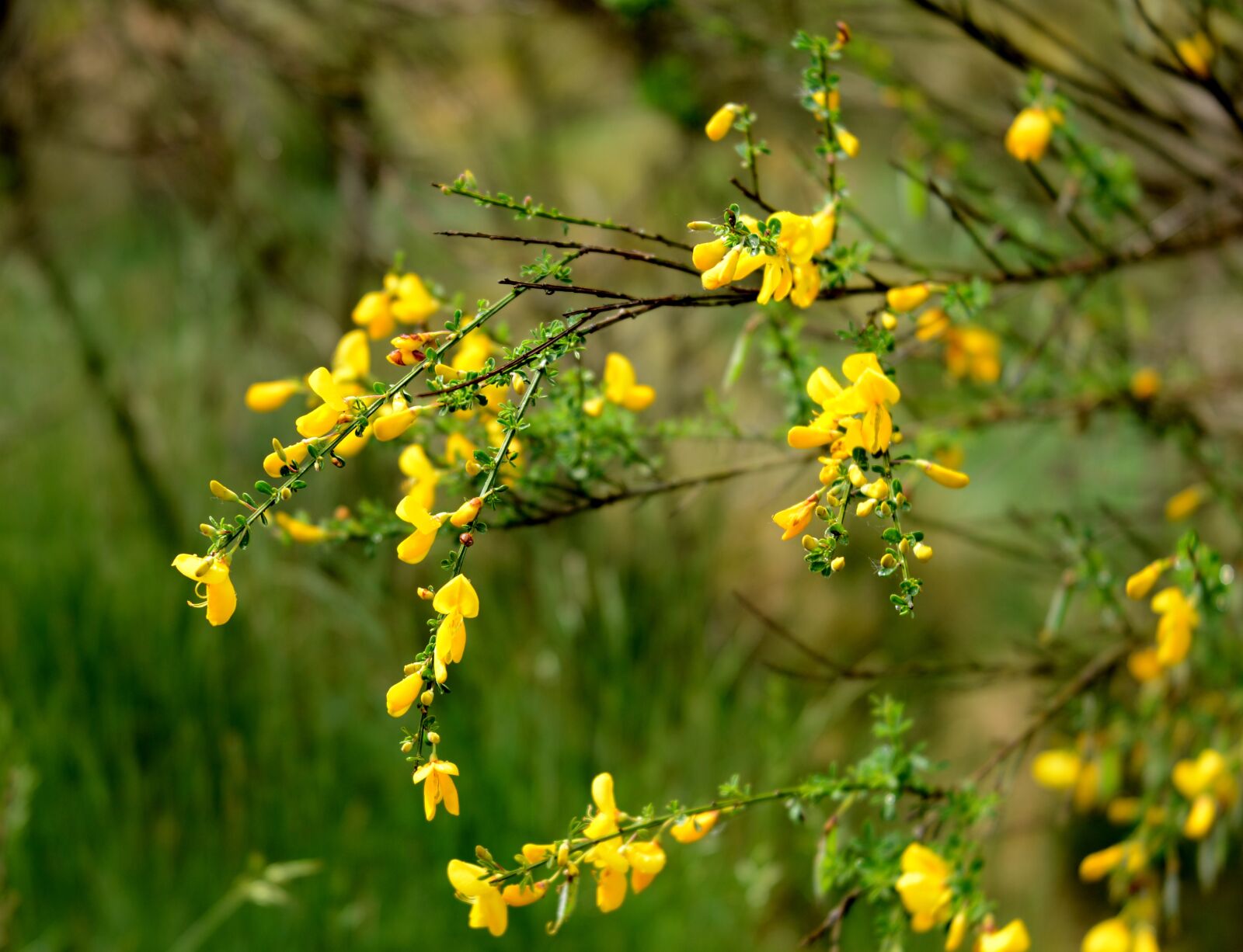Nikon D600 sample photo. Broom, flowers, spring photography
