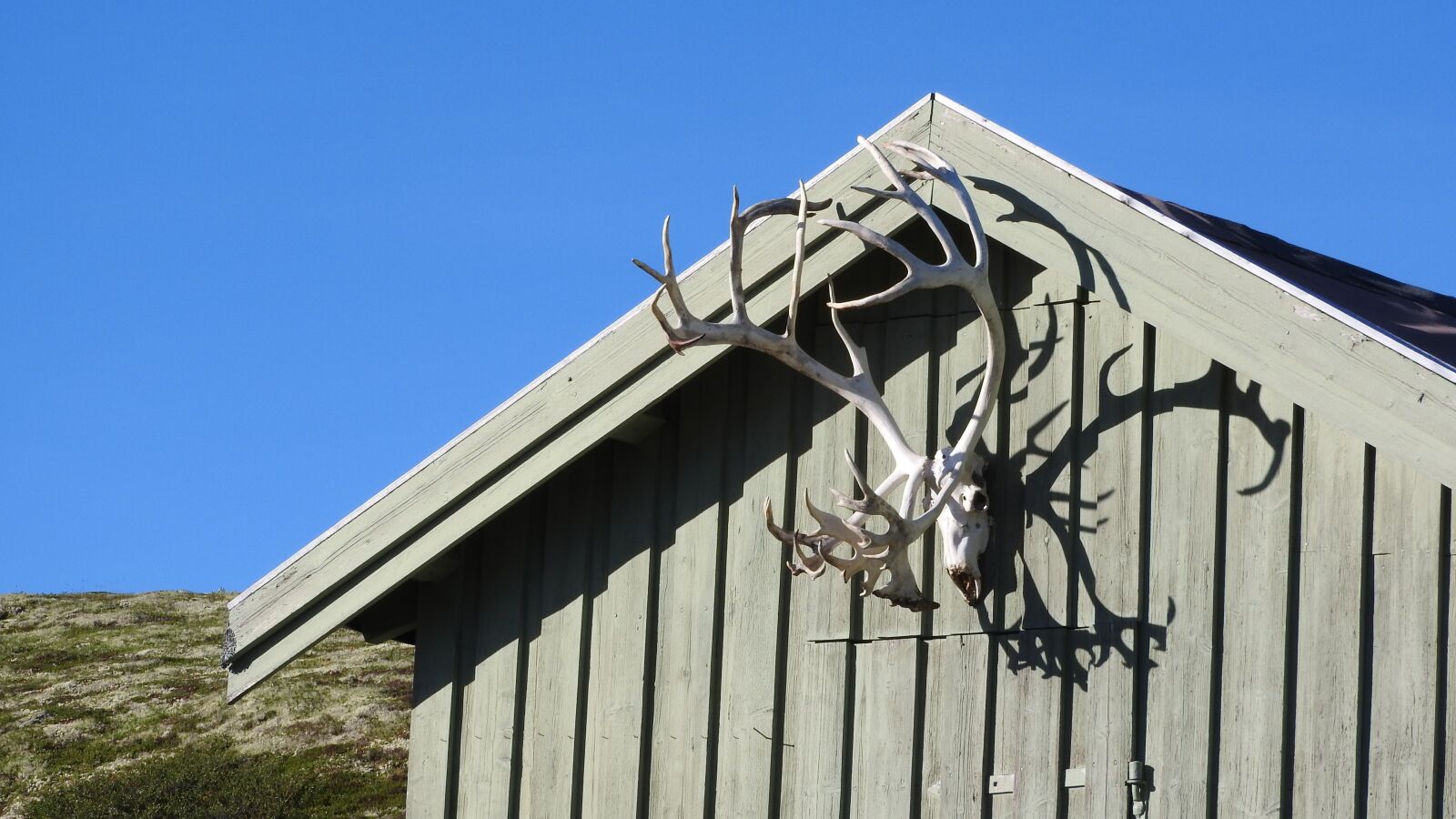 Nikon Coolpix P610 sample photo. Bouda, antlers, reindeer antlers photography