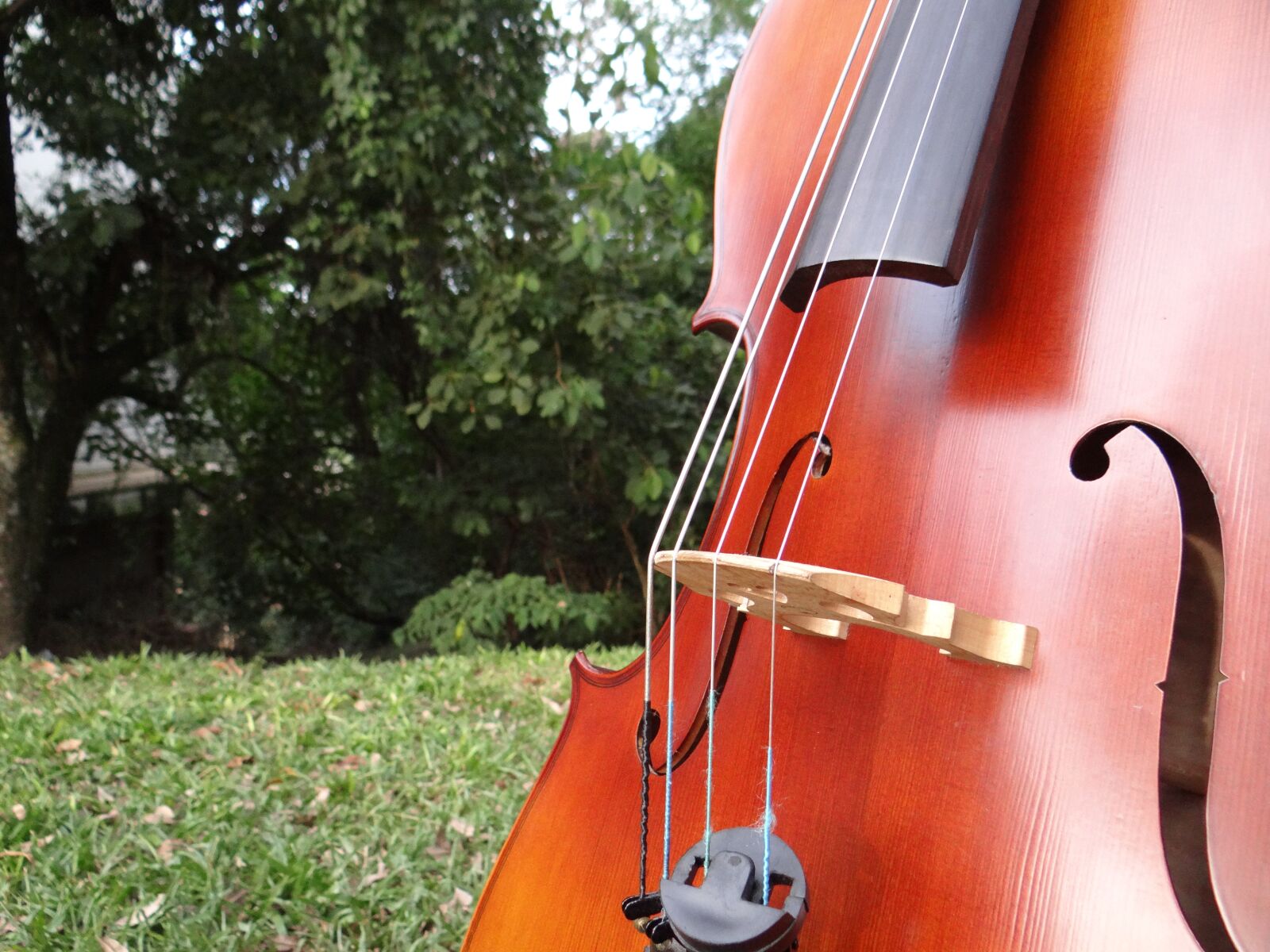 Sony DSC-HX200V sample photo. Music, cello, the cello photography
