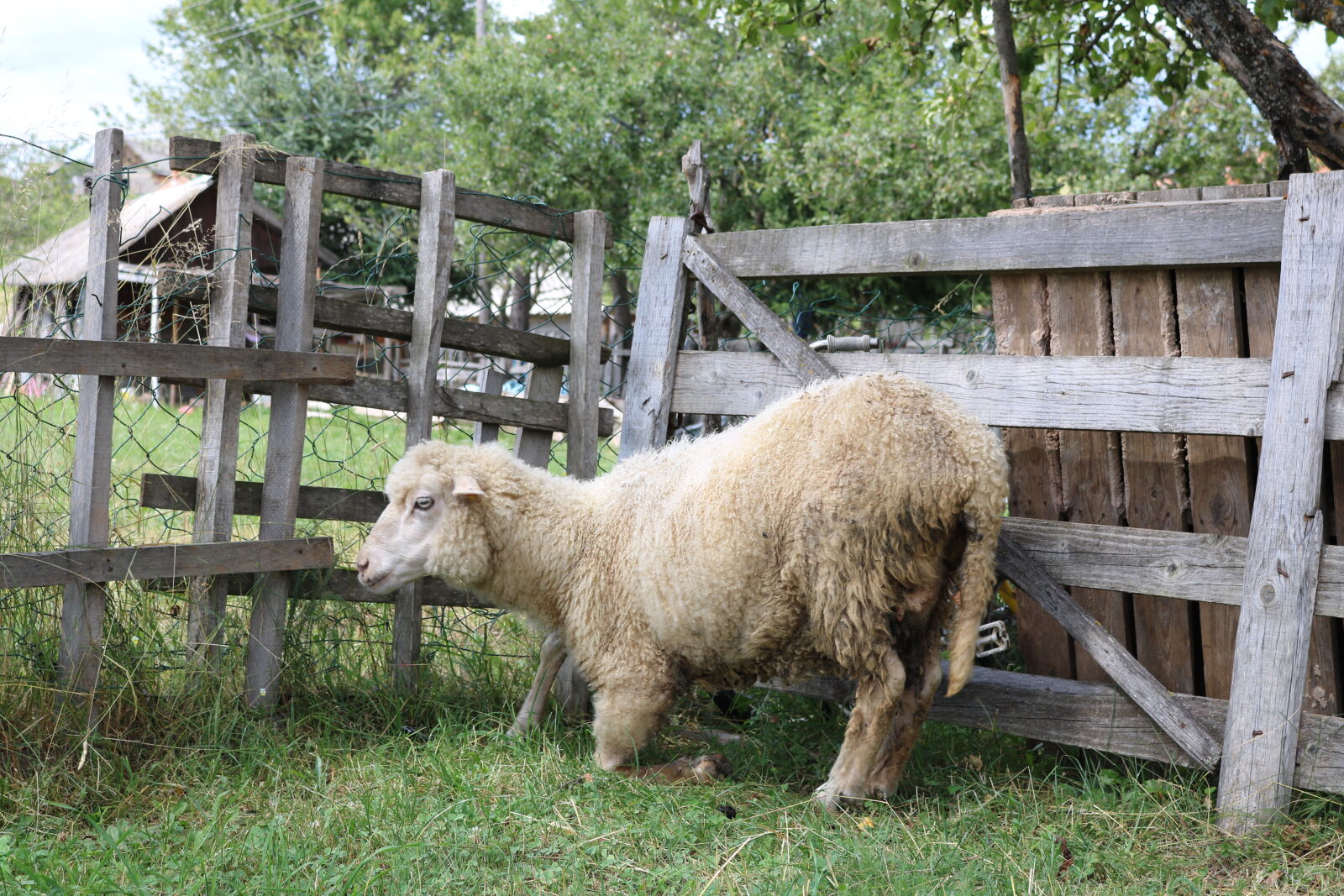 Canon EOS 750D (EOS Rebel T6i / EOS Kiss X8i) sample photo. Animal, autumn, country, day photography