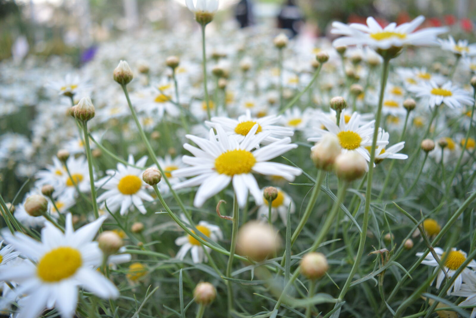 Nikon D5200 sample photo. Flower, bed, nature, outdoors photography