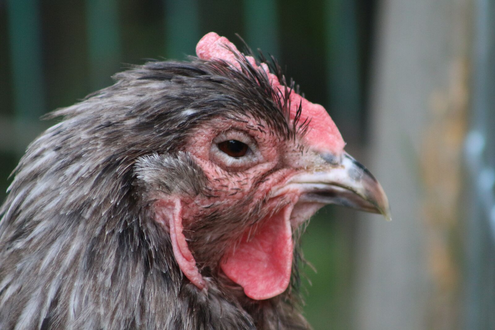 Canon EOS 700D (EOS Rebel T5i / EOS Kiss X7i) sample photo. Chicken, hen, poultry photography