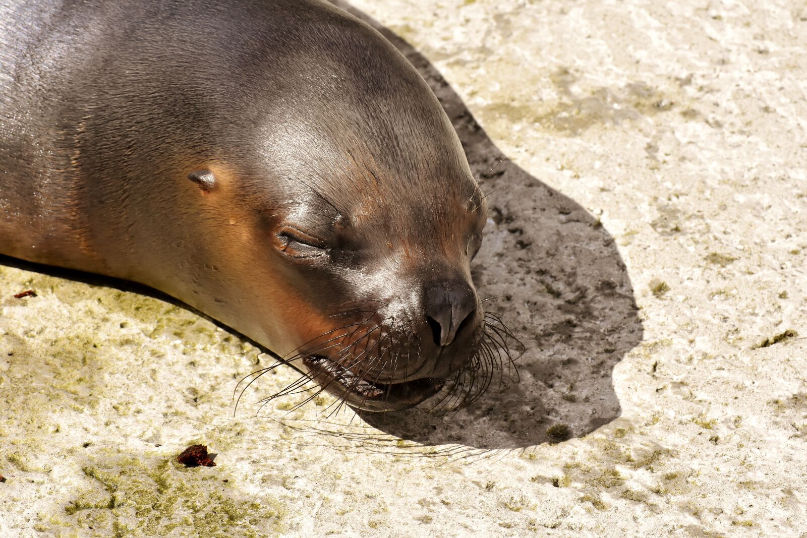 Nikon D7200 sample photo. Seal, sea lion, sleep photography