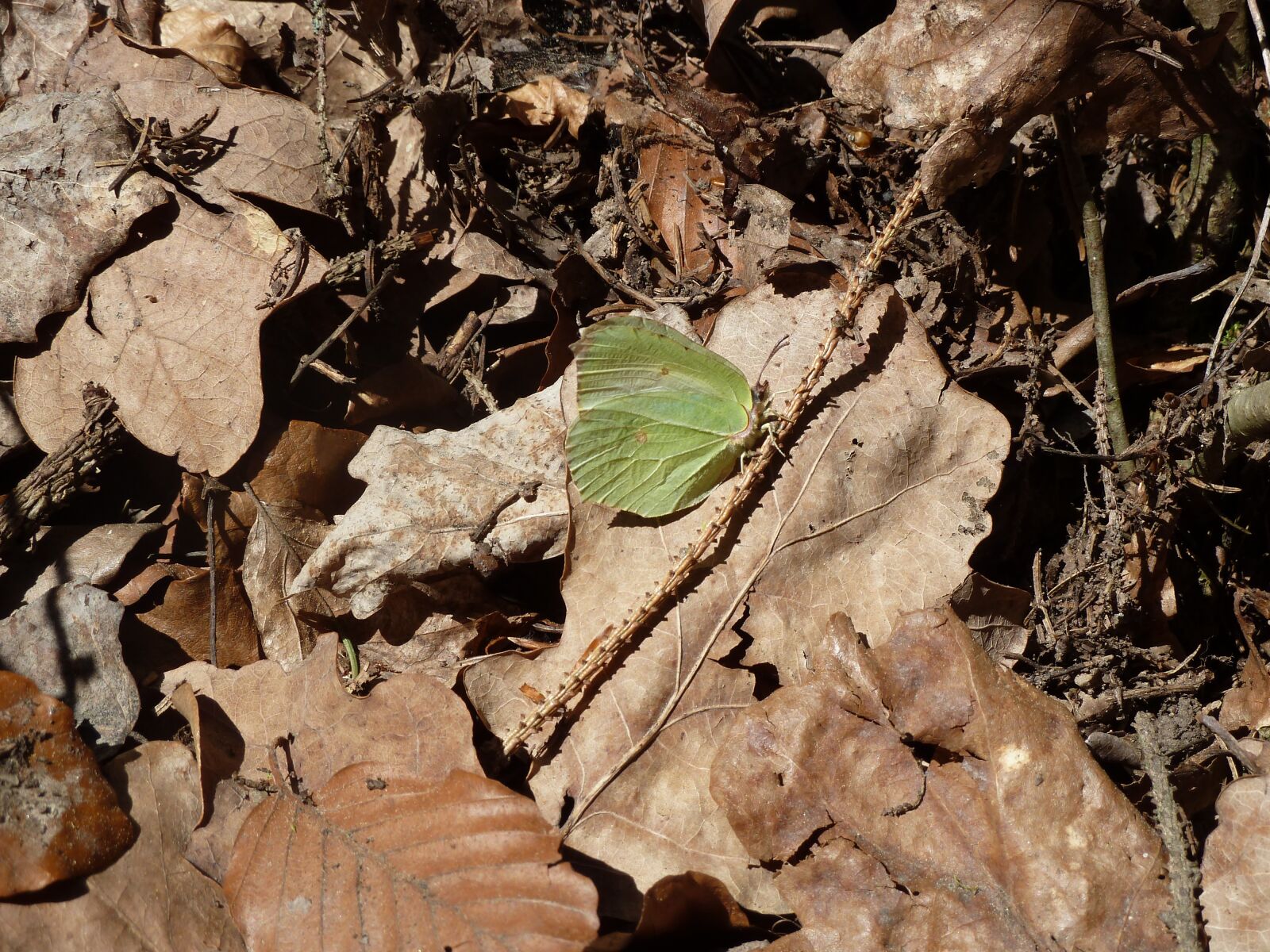 Panasonic Lumix DMC-ZS7 (Lumix DMC-TZ10) sample photo. Butterfly, gonepteryx rhamni, close photography