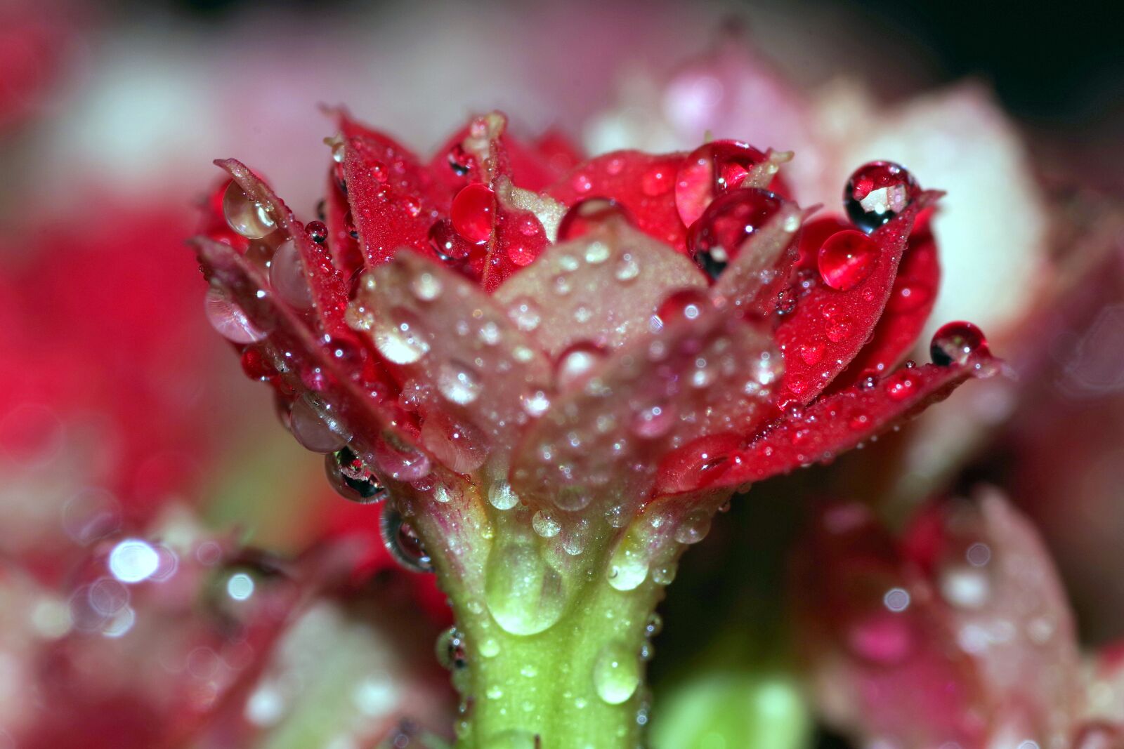Pentax K-S2 sample photo. Rosa, drops, flower photography