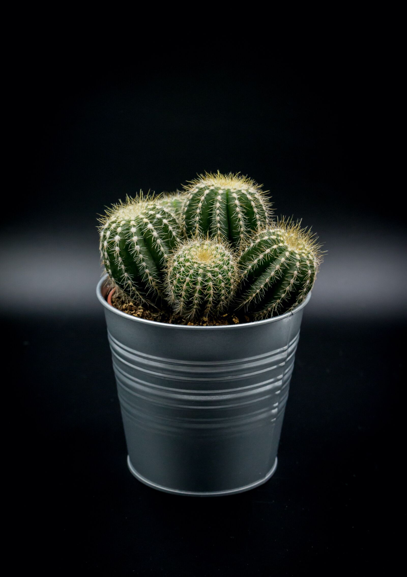 Canon EOS 70D sample photo. Cactus, plant, green photography