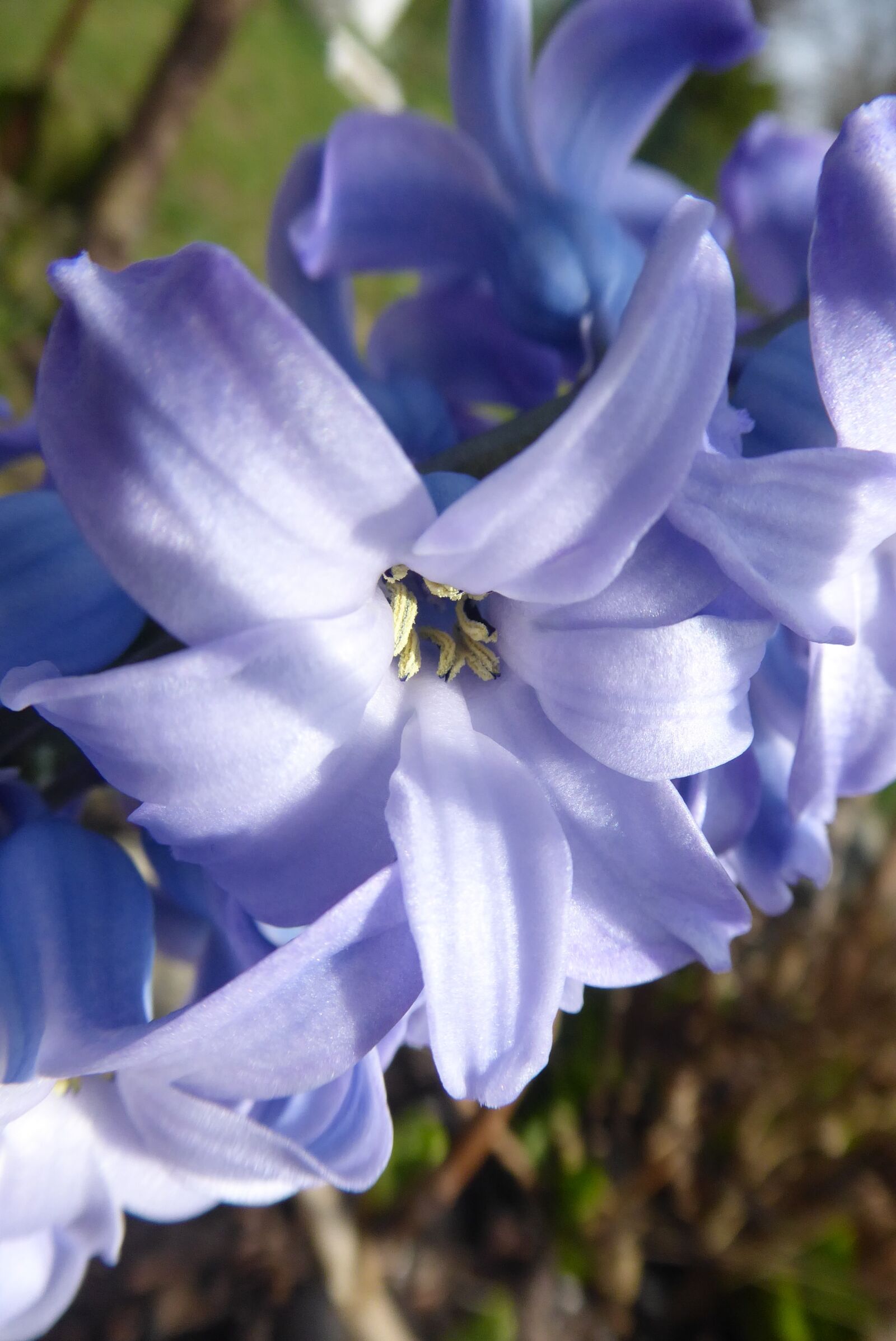 Panasonic Lumix DMC-ZS50 (Lumix DMC-TZ70) sample photo. Flower, nature, plant photography