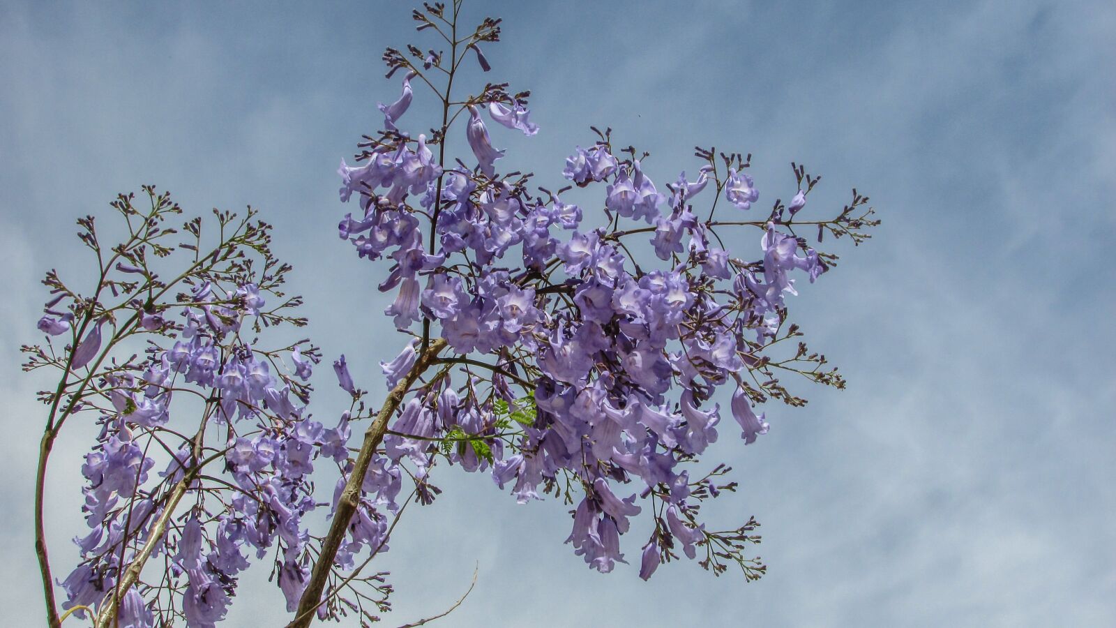 Canon PowerShot SX400 IS sample photo. Tree, flowers, purple photography