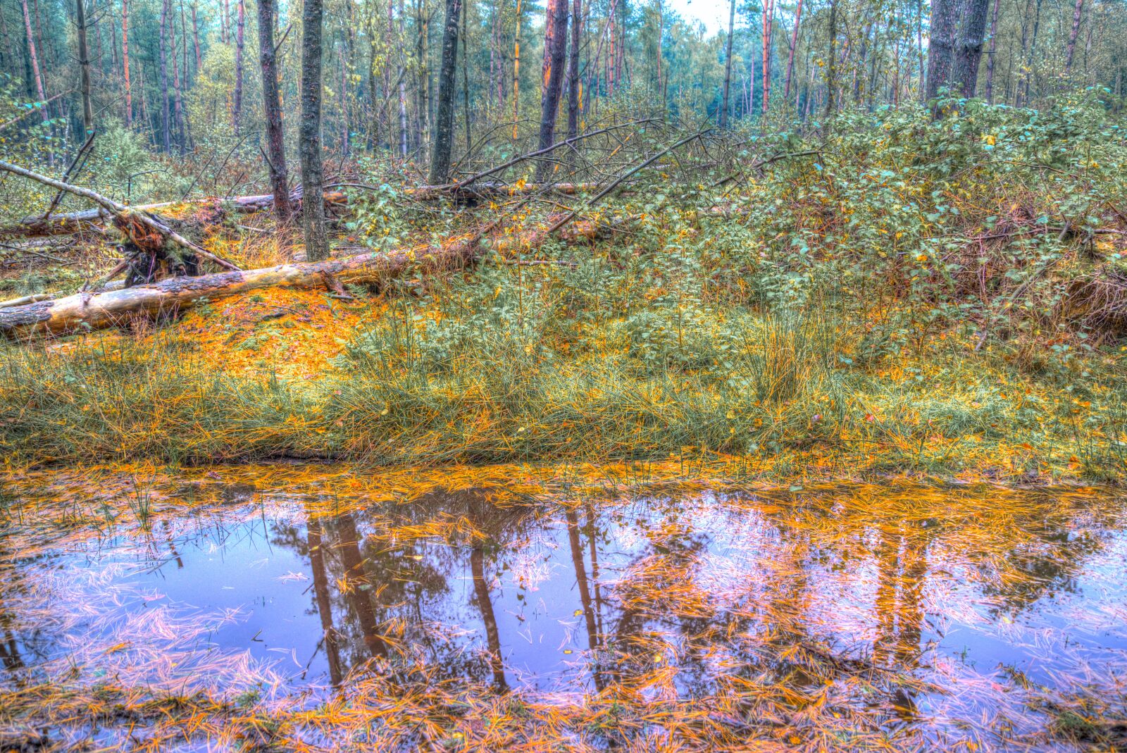 Nikon D610 sample photo. Pool, water, forest photography