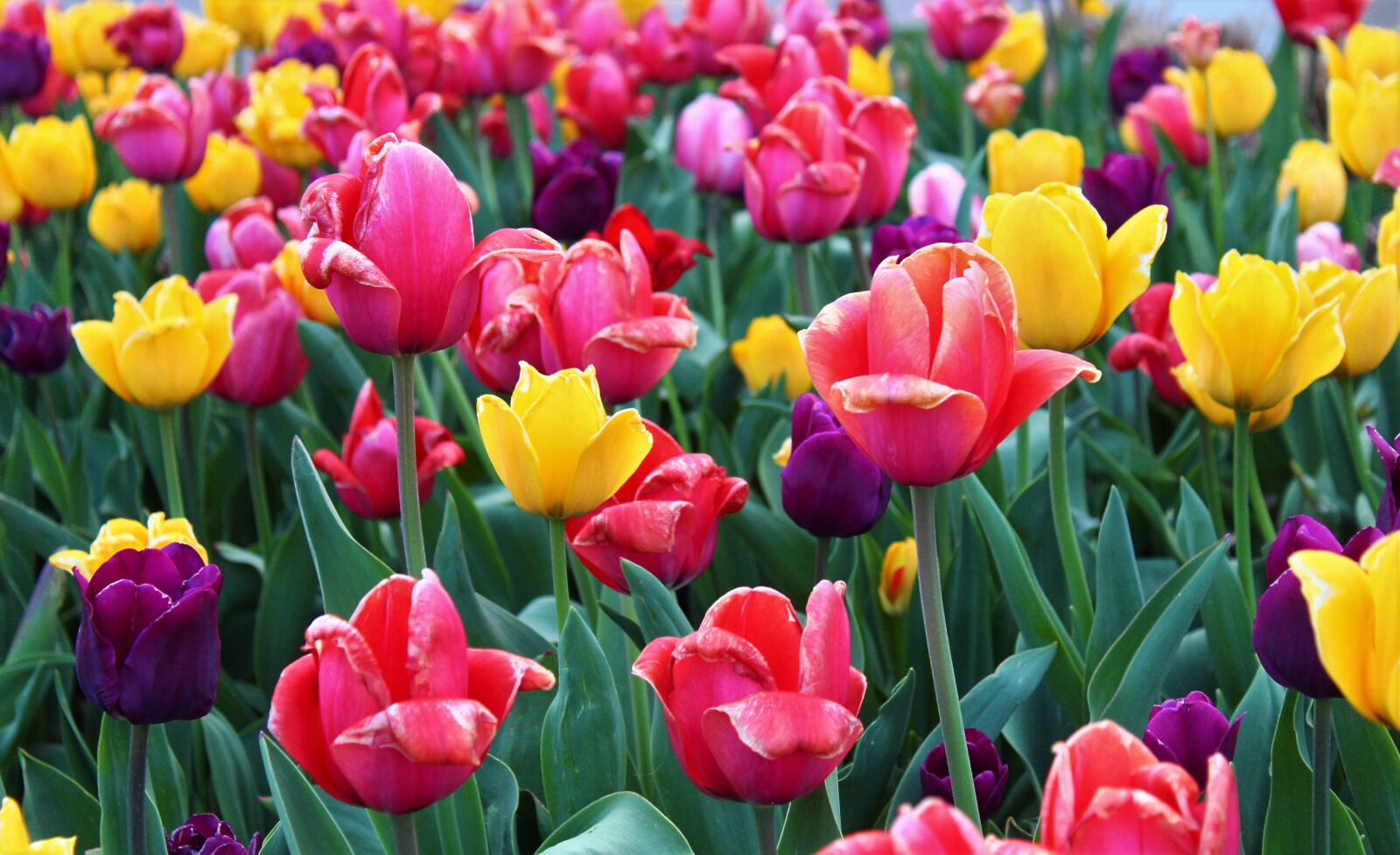 Canon EOS 1300D (EOS Rebel T6 / EOS Kiss X80) sample photo. Tulips, flowers, spring photography