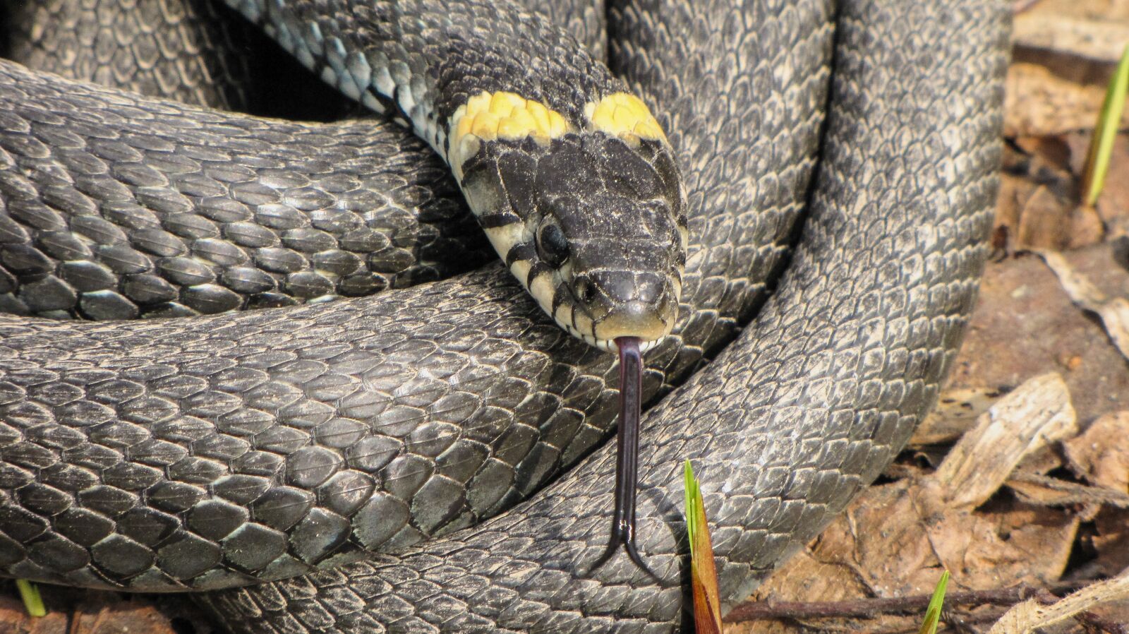 Canon PowerShot SX10 IS sample photo. Animals, snake, krupnyj plan photography