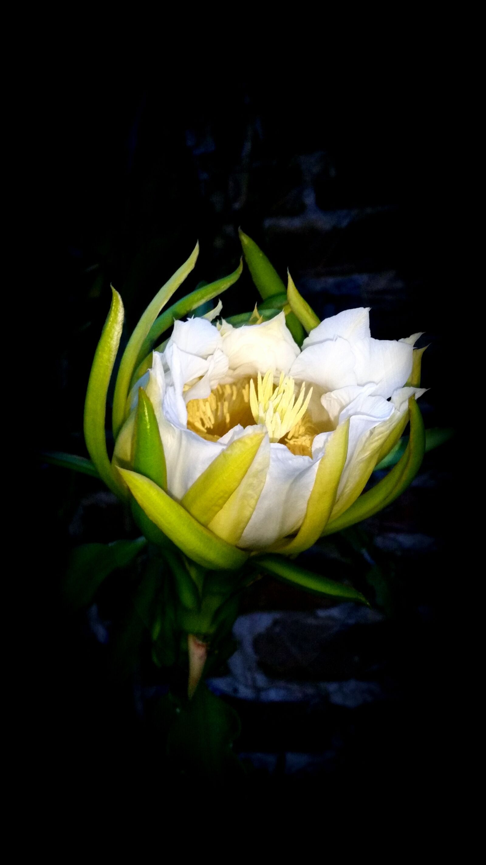 Samsung Galaxy S5 sample photo. Flower, flower of the photography