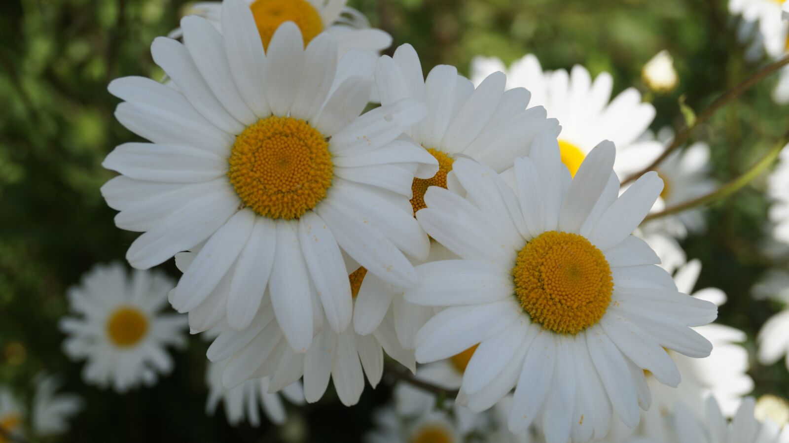 Sony DT 18-55mm F3.5-5.6 SAM II sample photo. Flower, marguerite, spring photography