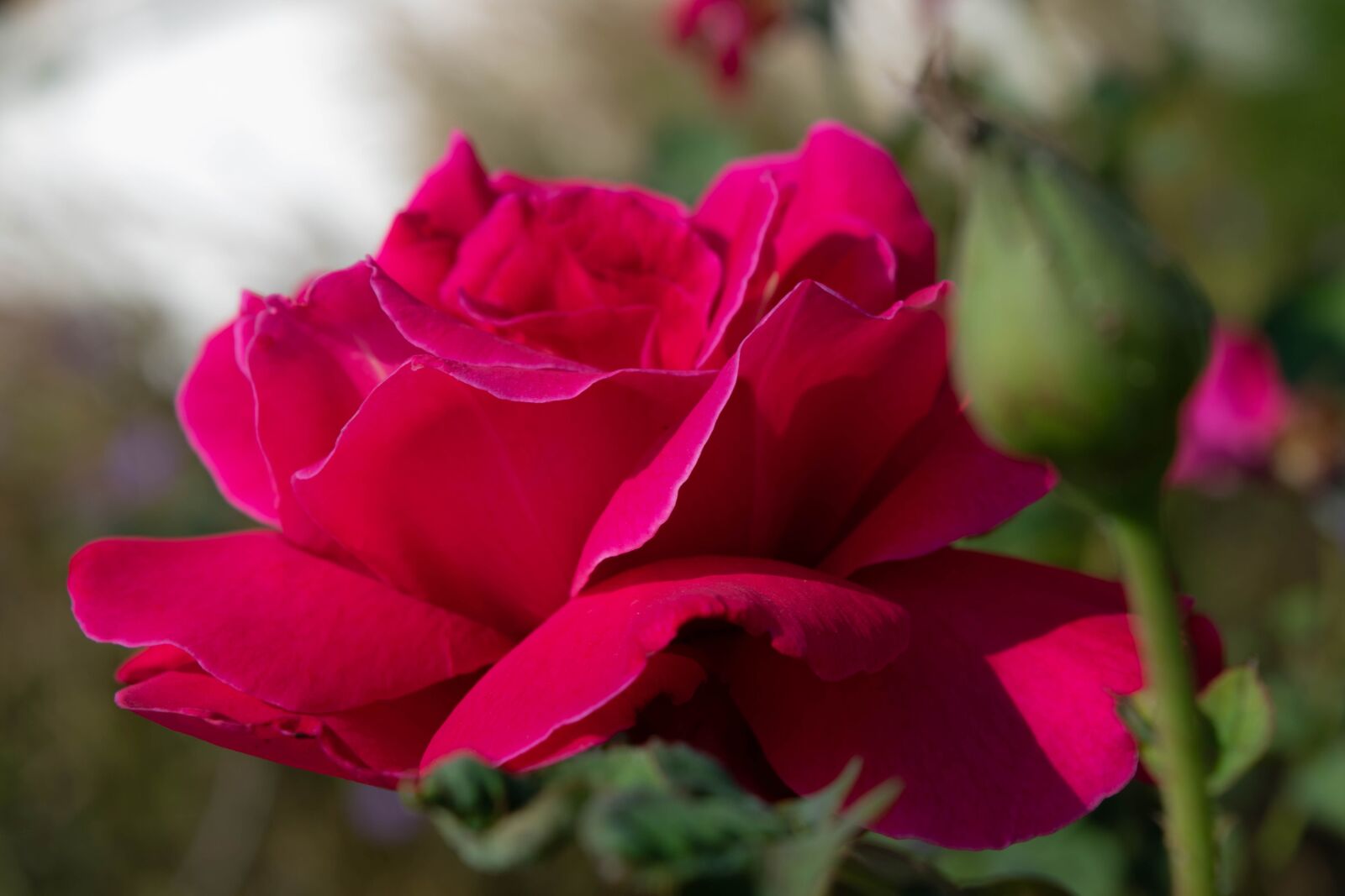 Nikon D5300 sample photo. Red roses, flowers, red photography