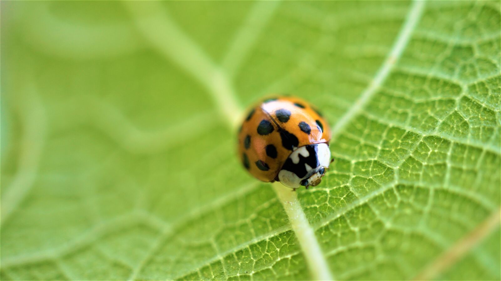 Sony E 30mm F3.5 Macro sample photo. Ladybug, background, leaf photography