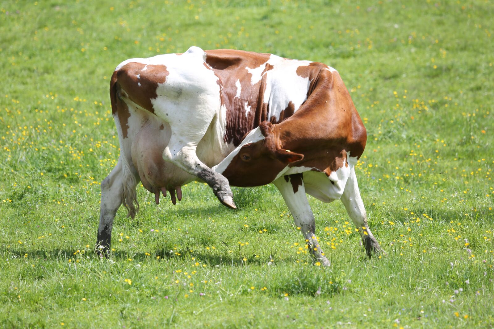 Canon EF 100-400mm F4.5-5.6L IS USM sample photo. Mammal, cow, grass photography