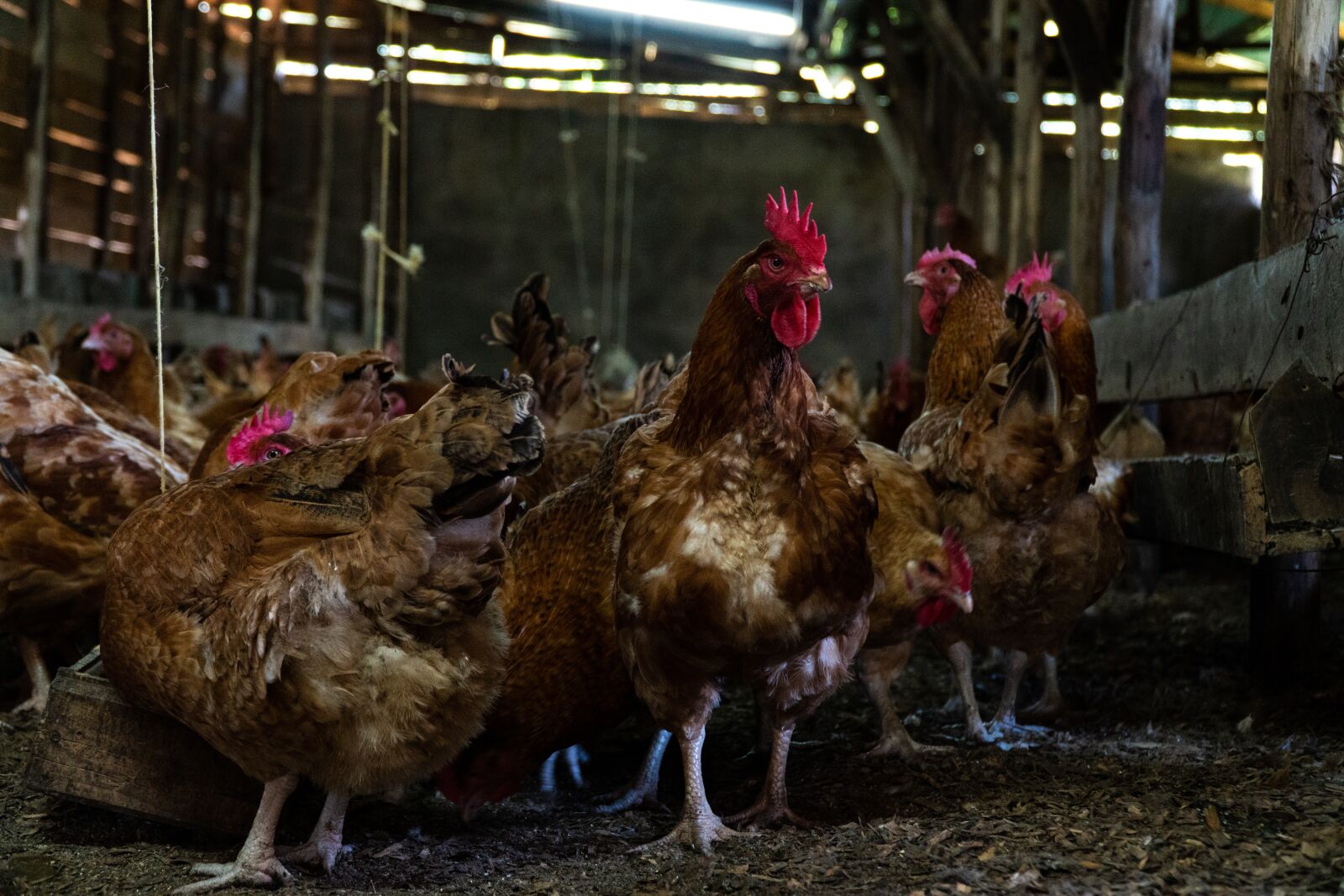 Sony a6300 + Sony E PZ 18-105mm F4 G OSS sample photo. Chicken, hen, farm photography