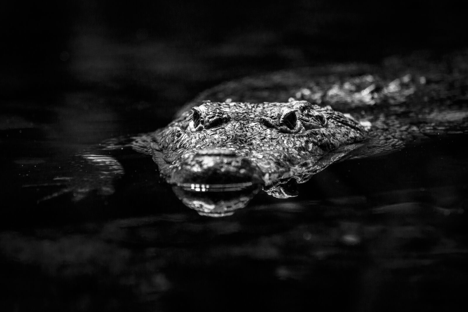 Canon EOS 80D + Canon EF 70-200mm F4L IS USM sample photo. Crocodile, lizard, reptile photography