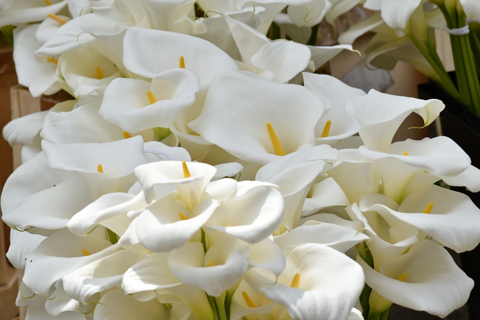 Nikon D5500 sample photo. Elegance, fragrance, white flower photography