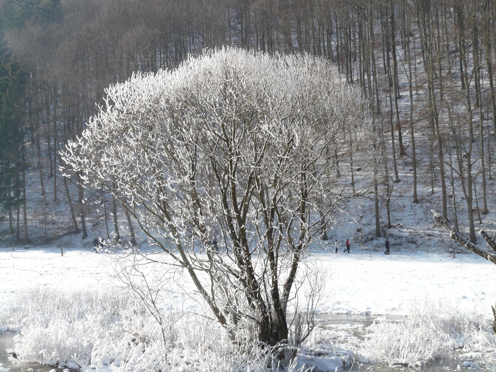 Panasonic DMC-FZ18 sample photo. Tree, hoarfrost, snow photography