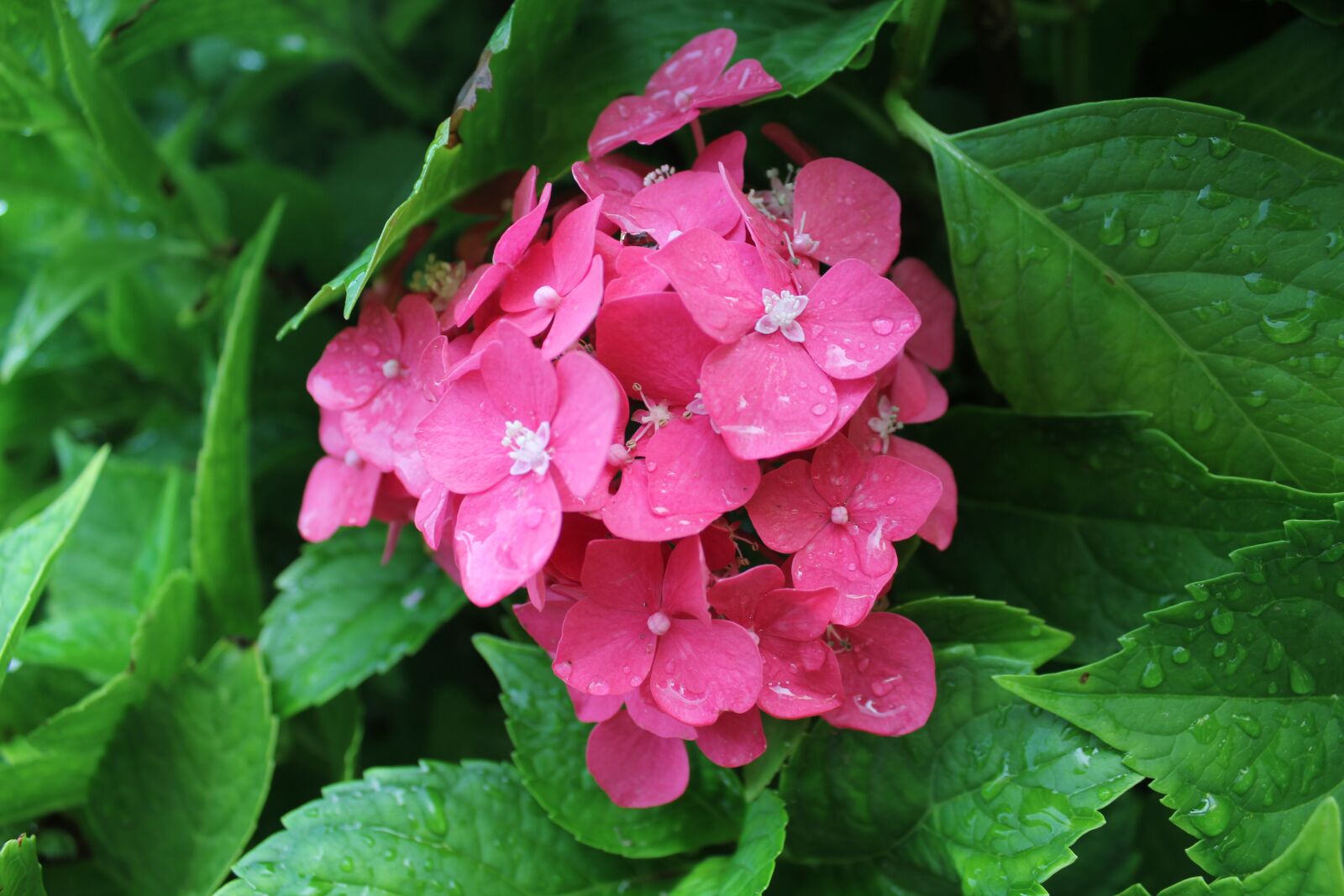 Canon EOS 550D (EOS Rebel T2i / EOS Kiss X4) sample photo. Plant, garden, flower photography