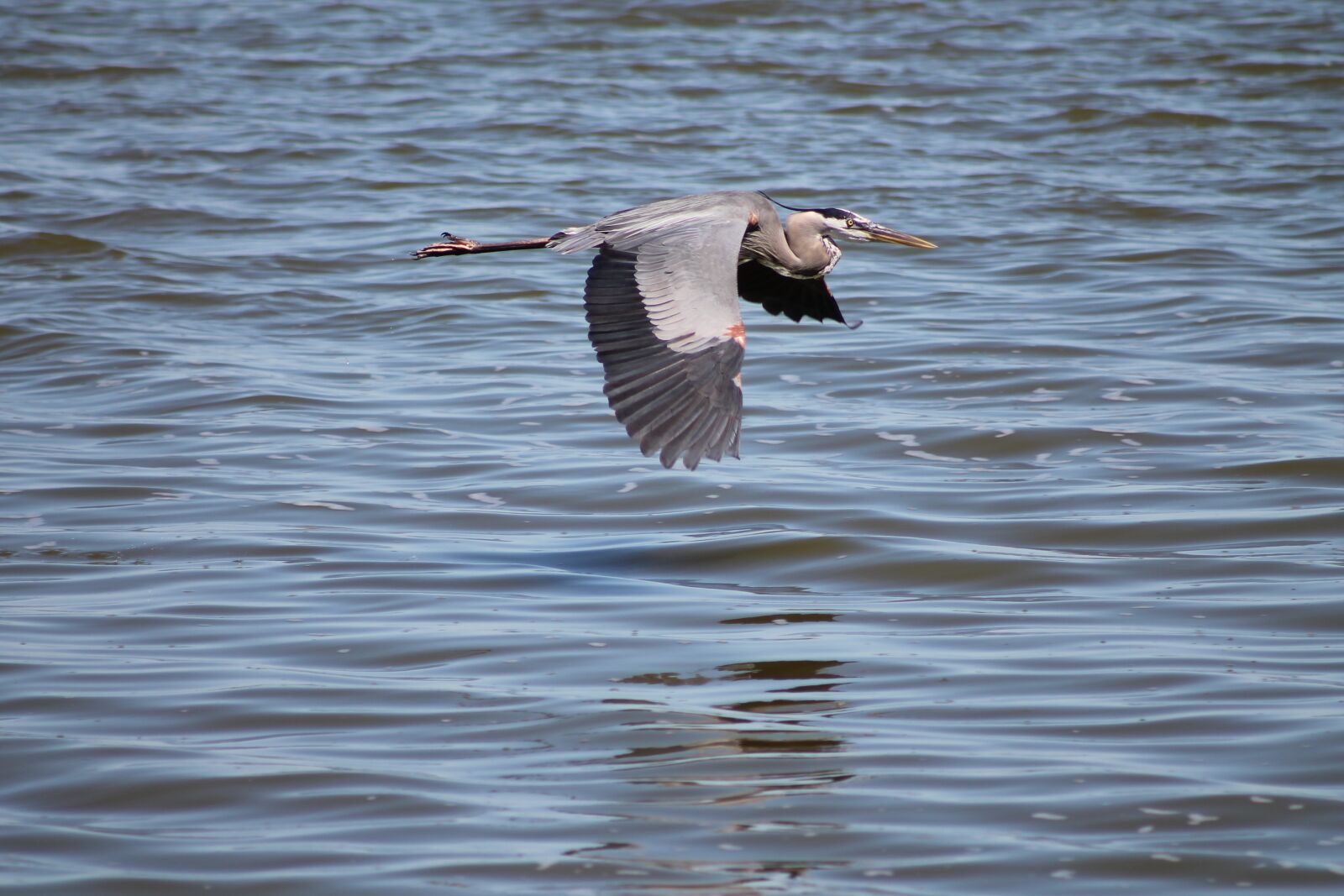 Canon EF 75-300mm f/4-5.6 sample photo. Heron, bird, flight photography