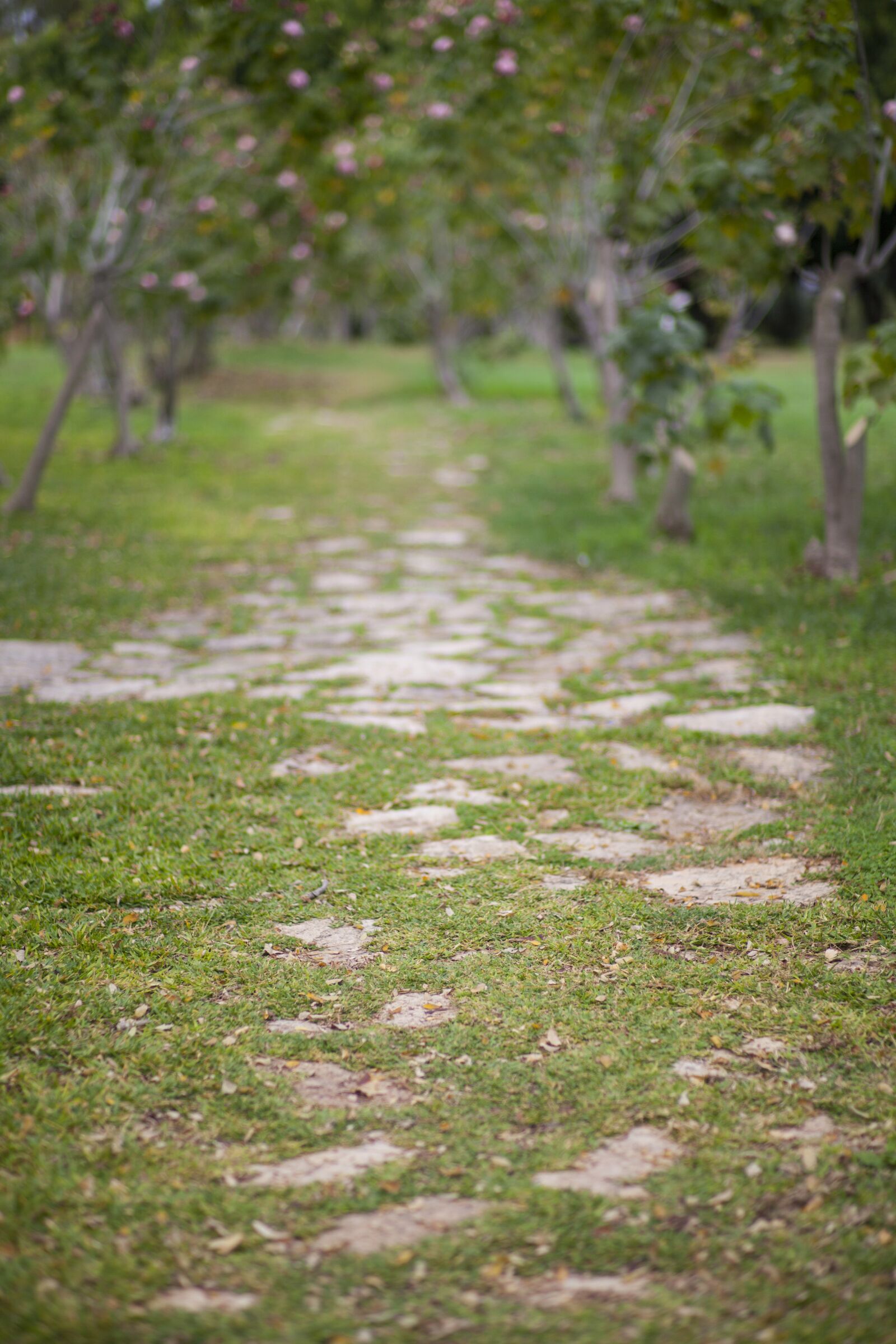 ZEISS Planar T* 85mm F1.4 sample photo. Road, nature, stone photography