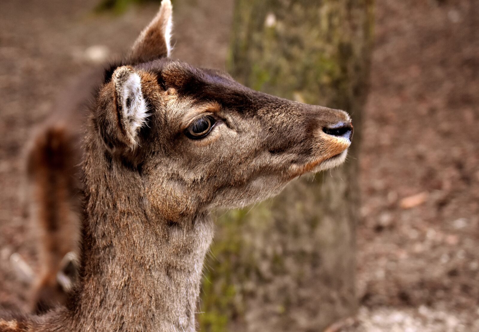 Nikon D7200 sample photo. Wild, roe deer, wildpark photography