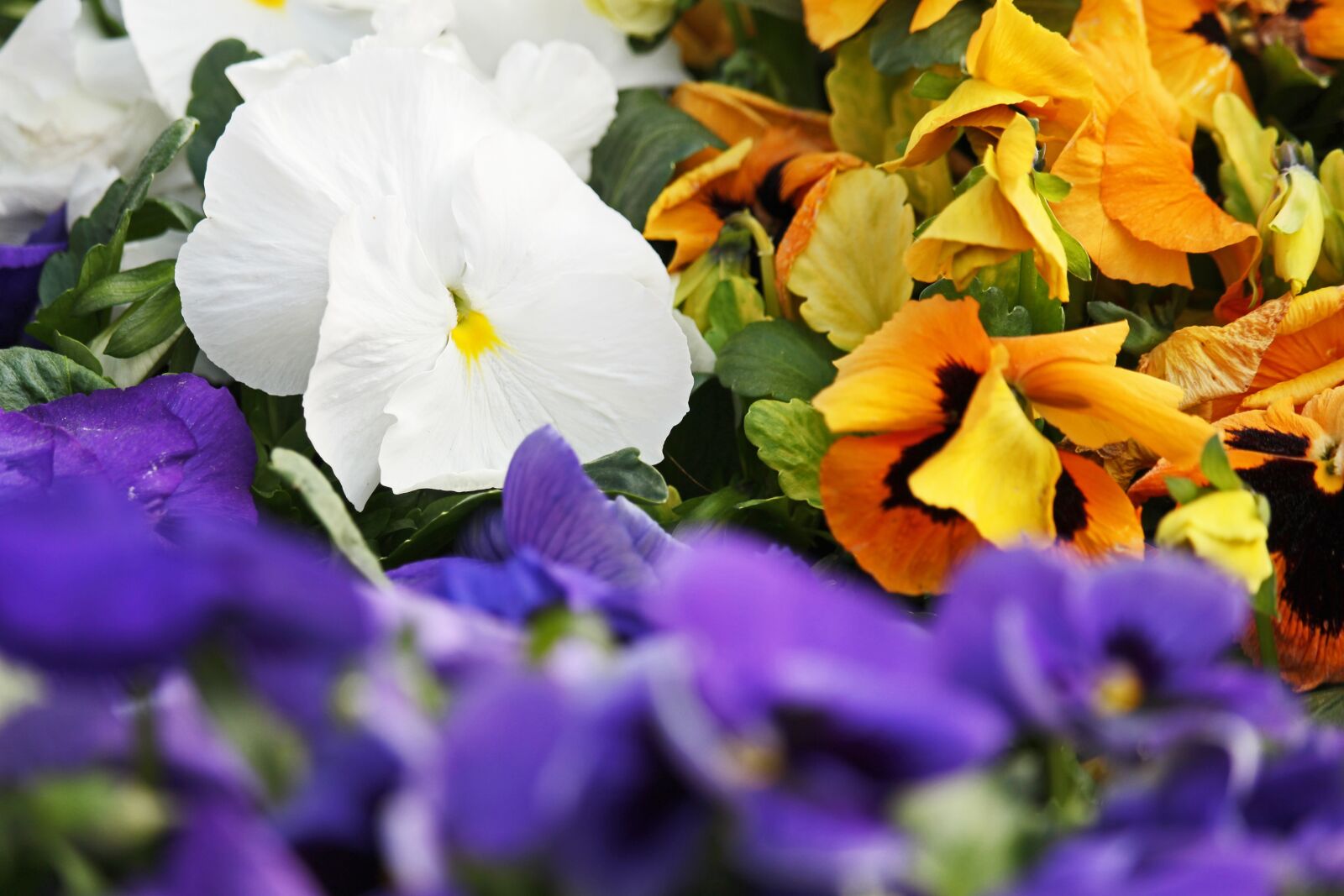 Canon EF-S 55-250mm F4-5.6 IS STM sample photo. White pansy, pansy, spring photography