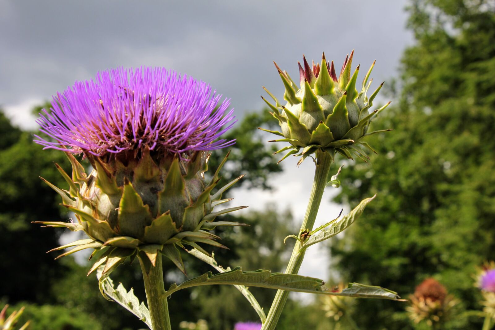 Canon EOS 60D sample photo. Artichoke, plant, healthy photography