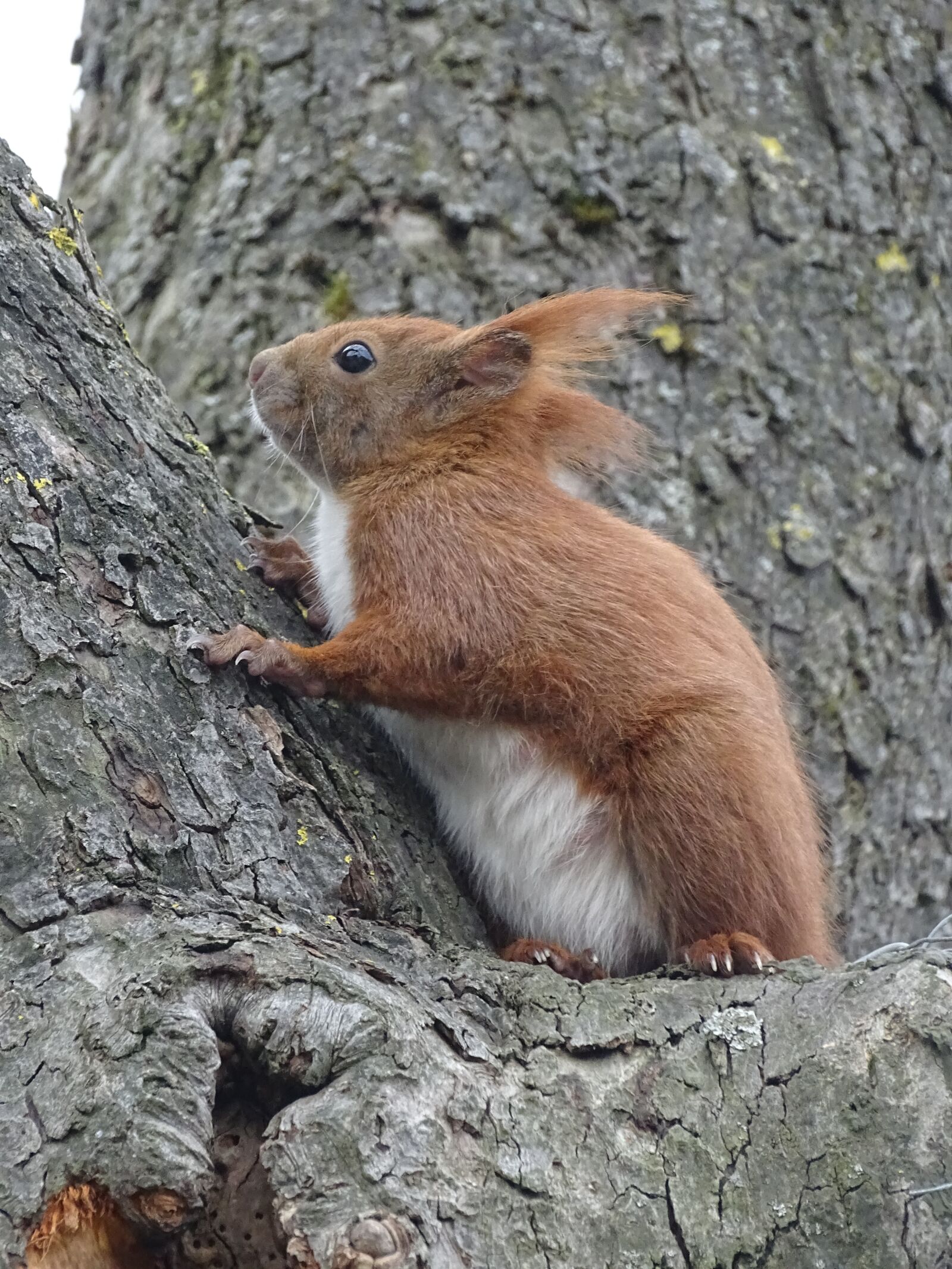 Sony Cyber-shot DSC-HX400V sample photo. Eurasian squirrel, rodent, croissant photography