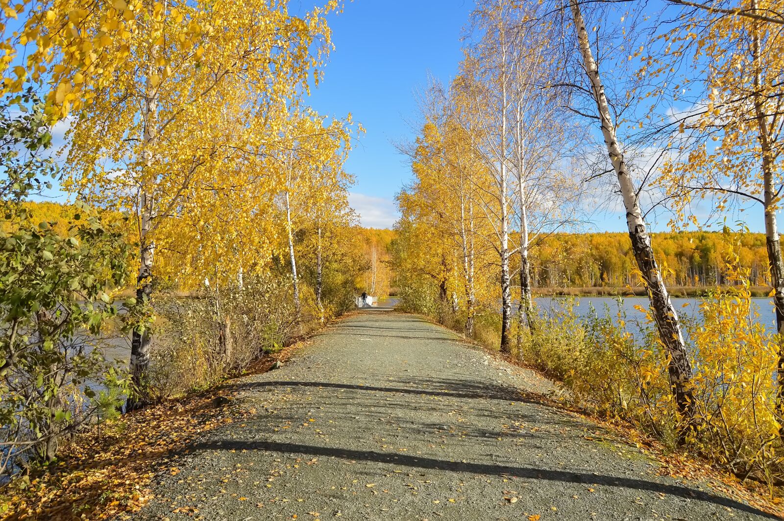 Nikon D3200 sample photo. Autumn, forest, yellow forest photography