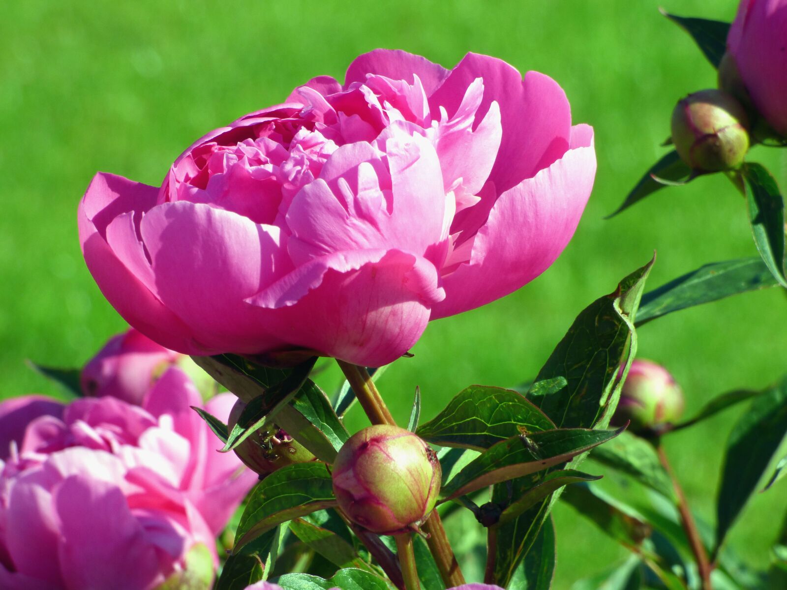 Panasonic DMC-FZ72 sample photo. Peonies, flowers, pink photography
