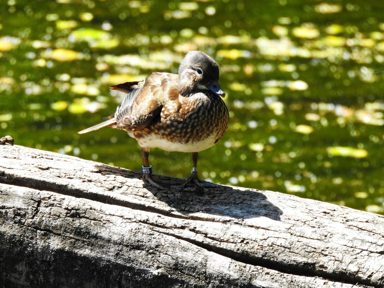 Nikon Coolpix P900 sample photo. Duck, bird, nature photography