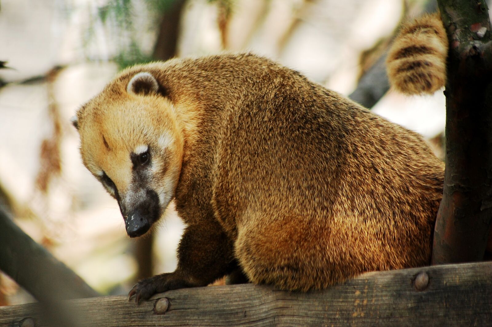 Nikon D40 sample photo. Animal, zoo, wild animal photography