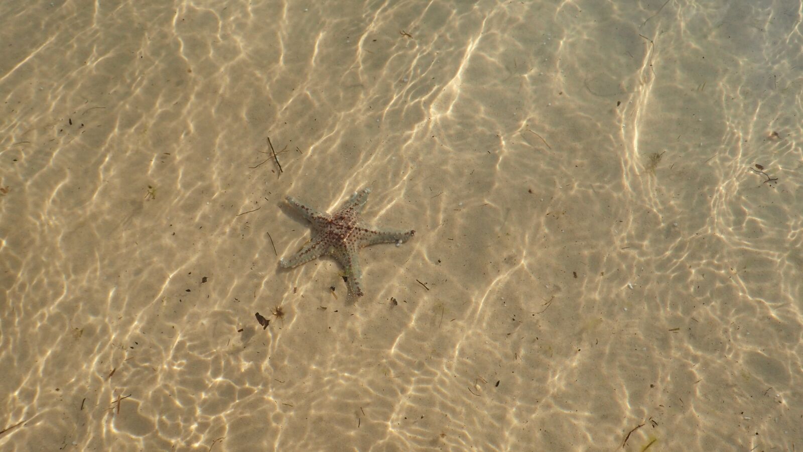 Olympus TG-4 sample photo. Sand, starfish, vacation photography