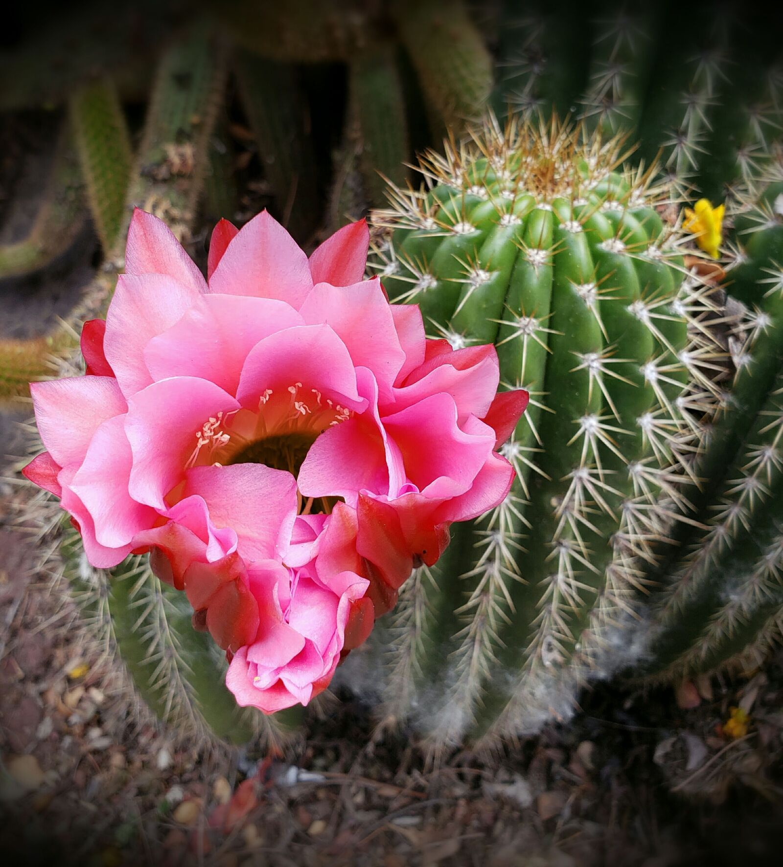 Samsung Galaxy Note9 sample photo. Cactus, flowering, blossom photography