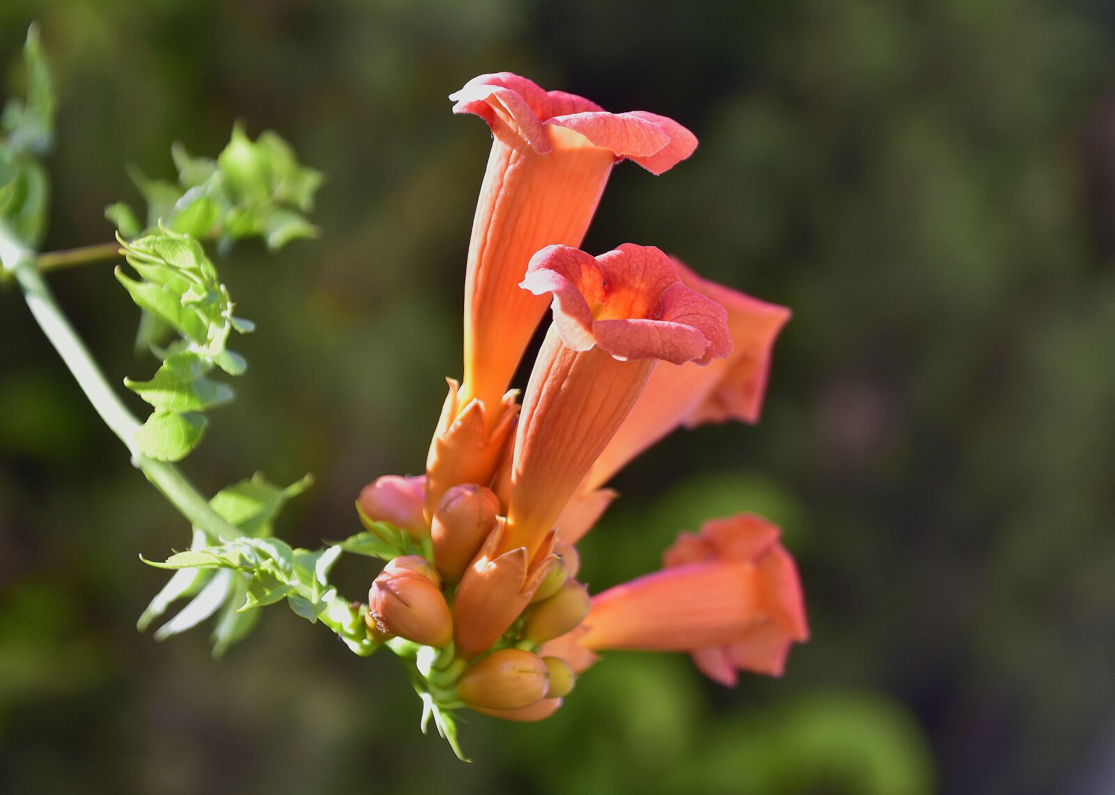 Nikon D7200 sample photo. Flower, garden, plant photography