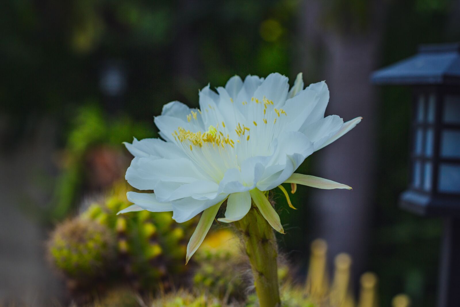 Canon EOS 700D (EOS Rebel T5i / EOS Kiss X7i) + Canon EF 50mm F1.8 STM sample photo. White, leaves, flora photography