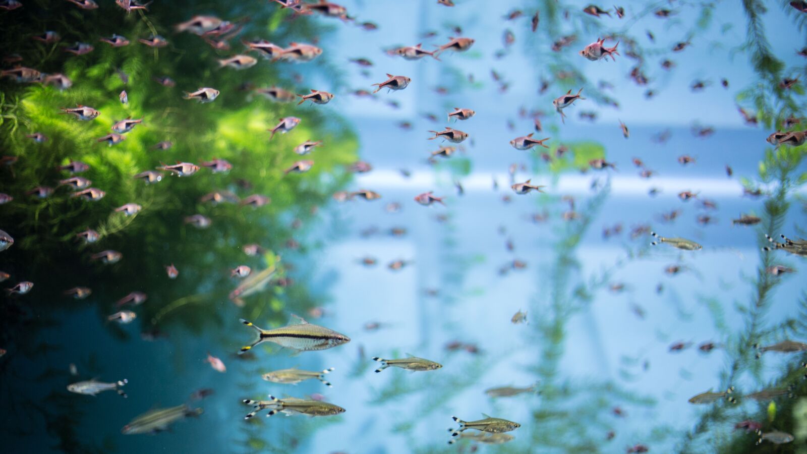 Canon EOS 5D Mark III sample photo. Moskvarium, aquarium, fish photography