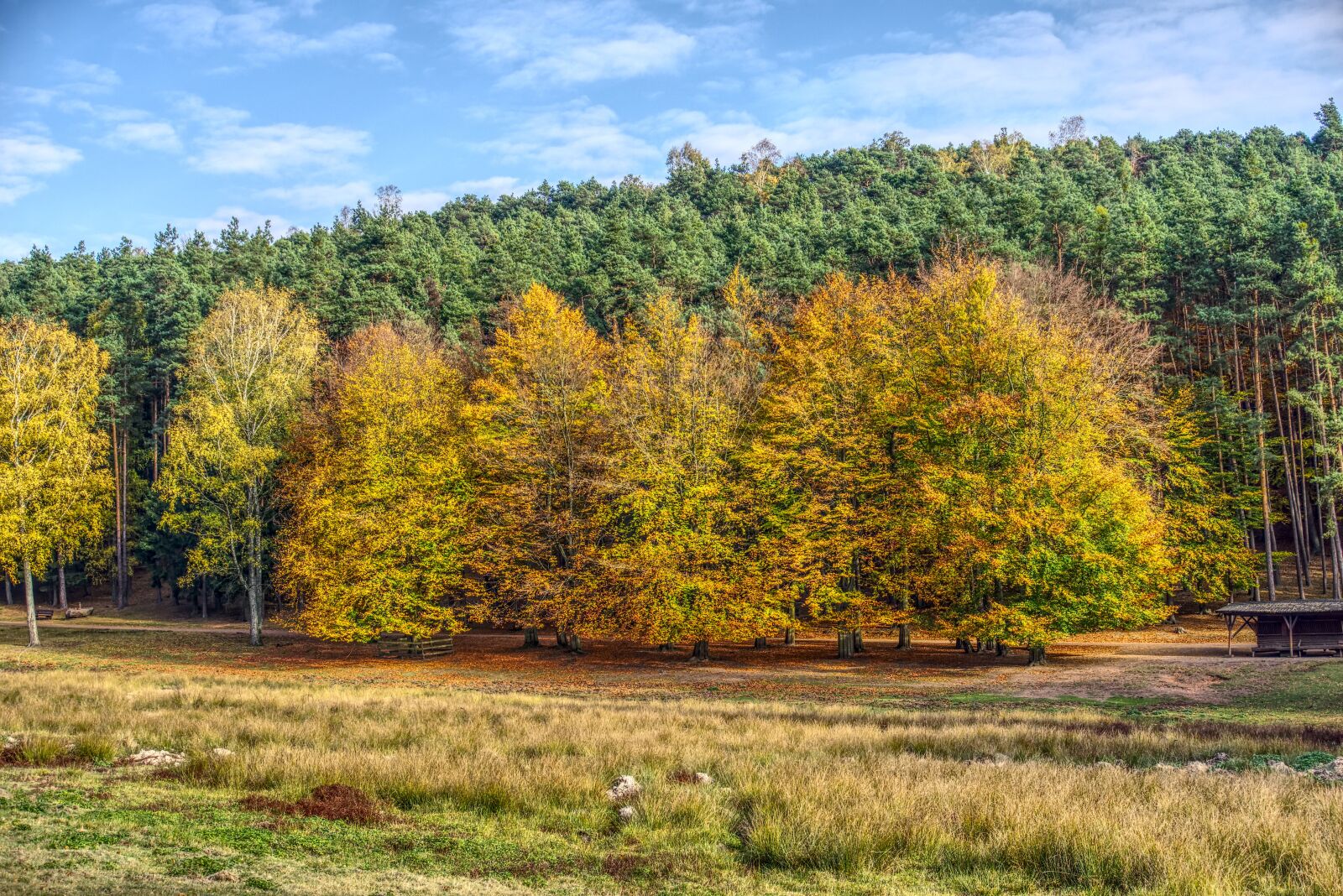 Sony a6000 sample photo. Trees, colorful, leaves photography