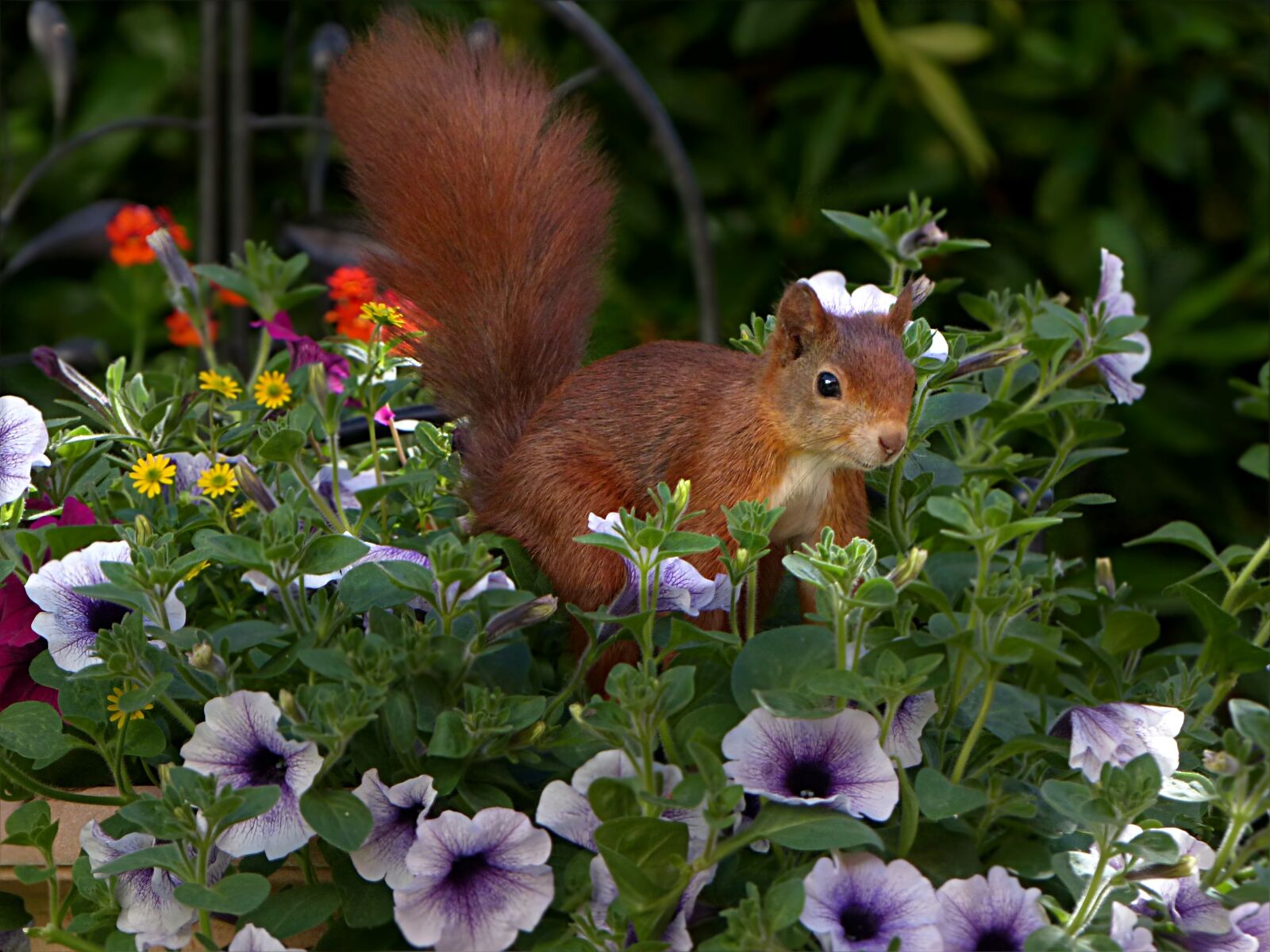 Panasonic Lumix DMC-FZ200 sample photo. Animal, rodent, squirrel photography