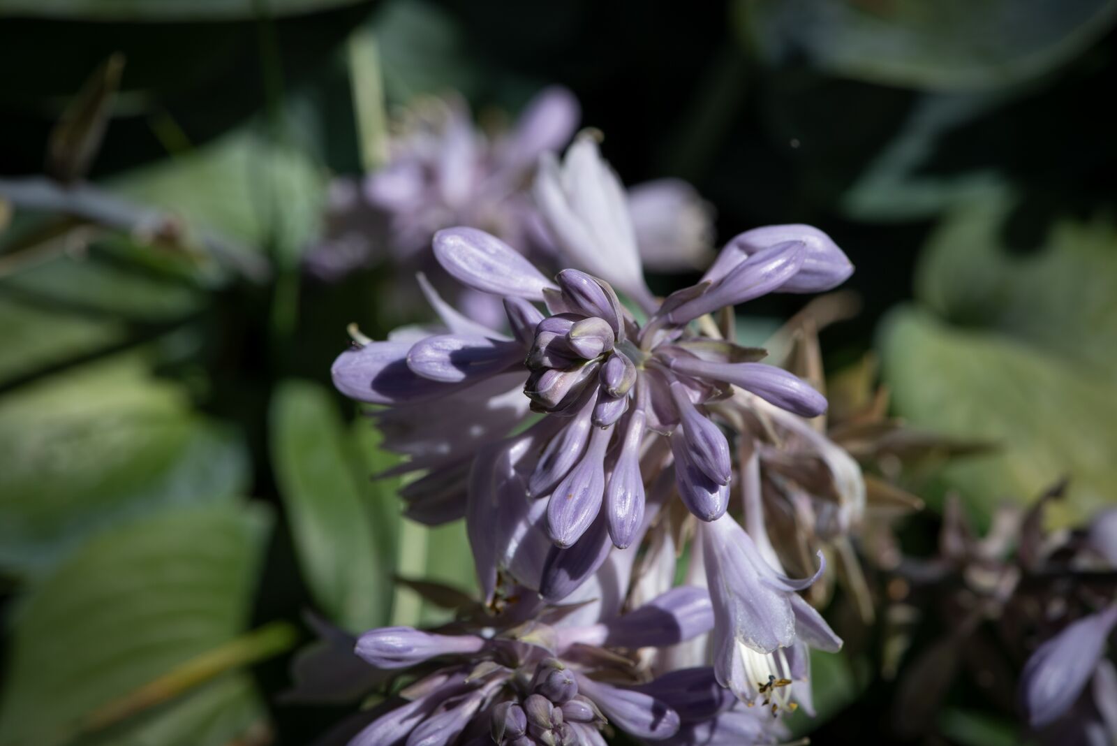 Nikon D750 sample photo. Plant, blossom, bloom photography
