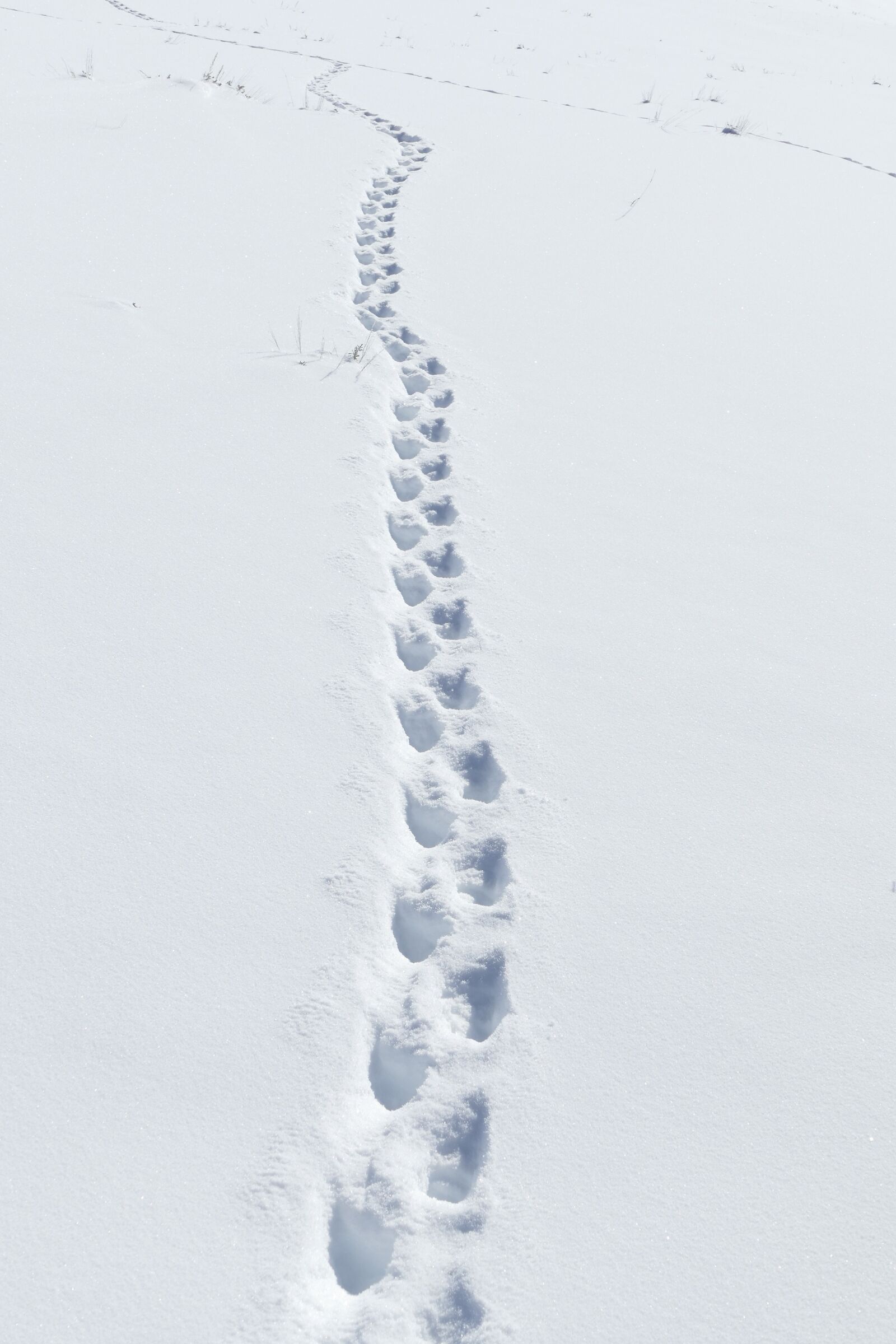 Panasonic Lumix DMC-FZ1000 sample photo. Snow, badger tracks, wildlife photography