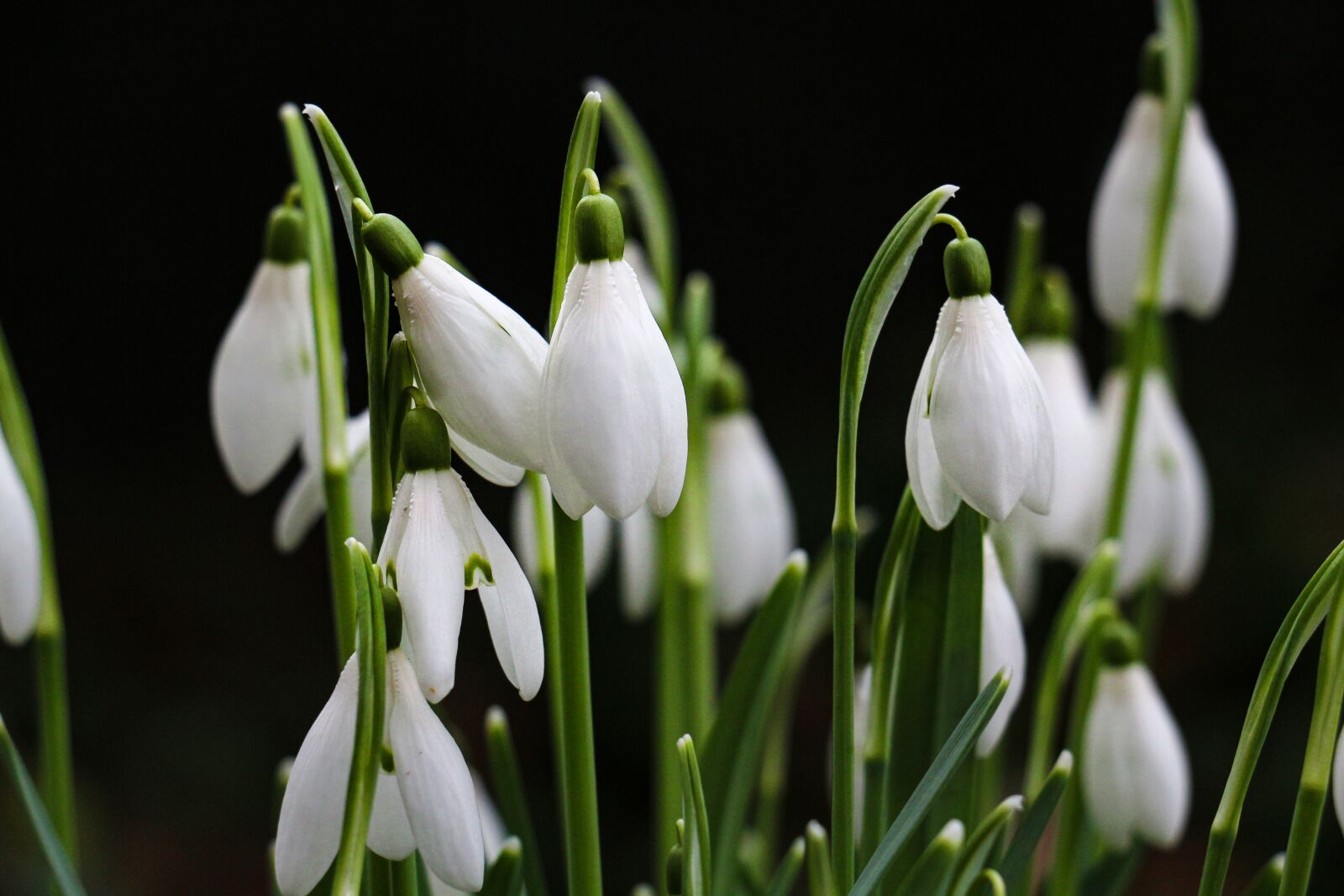 Canon EOS 700D (EOS Rebel T5i / EOS Kiss X7i) sample photo. Nature, flower, plant photography