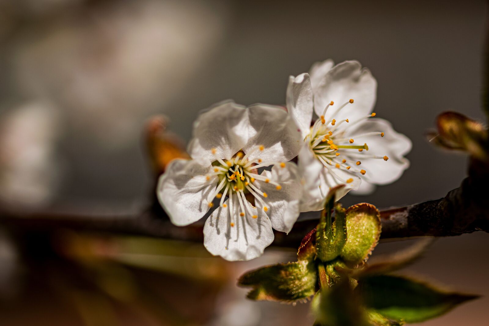 Nikon D5300 sample photo. Blooming tree, flower, sticks photography